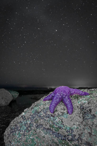 Starfish under the starry sky in Campbell River, Vancouver Island, BC, Canada Starfish under the starry sky in Campbell River, Vancouver Island, BC, Canada stars in your eyes stock pictures, royalty-free photos & images