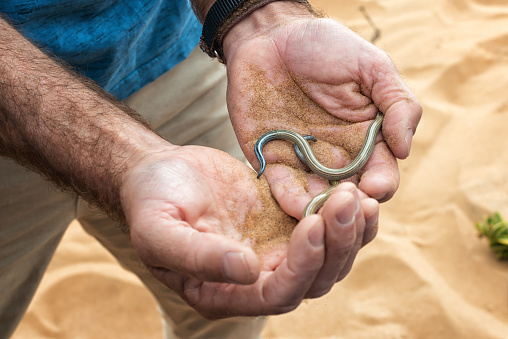 Holding two blindworm slowworms found in Namib desert