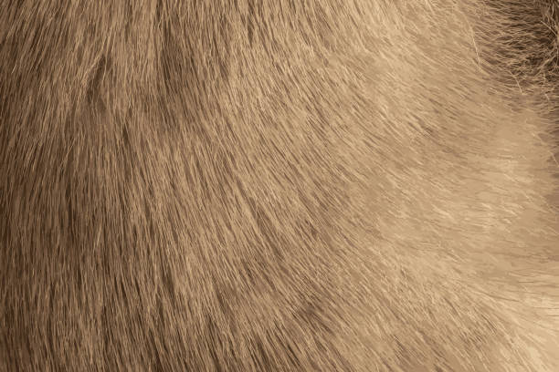 ilustrações, clipart, desenhos animados e ícones de ilustração realista da textura de pele de mink em cor clara e cinza de perto. textura de pele animal. - hairy