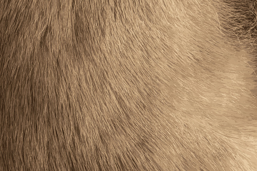 Realistic illustration of mink fur texture in light, gray color close up. Animal fur texture.
