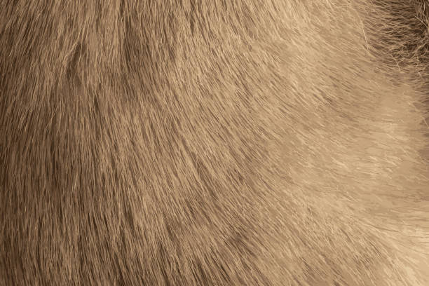 Realistic illustration of mink fur texture in light, gray color close up. Animal fur texture. Realistic illustration of mink fur texture in light, gray color close up. Animal fur texture. fur textures stock illustrations