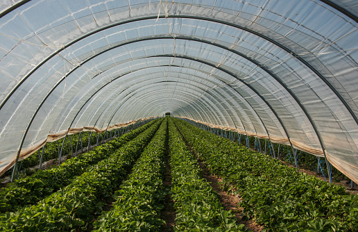 a polytunnel with long rows of strawberry plants sheltered with plastic