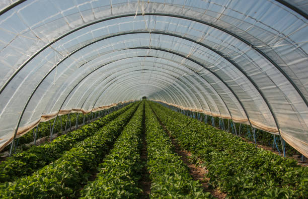 вид в политуннель с клубничными растениями - greenhouse стоковые фото и изображения