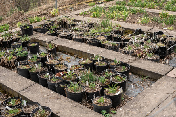 istock view over flowerbeds with day lilies in pots 1397962060