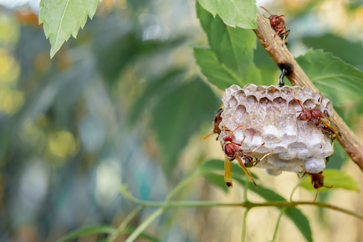 Close up wasps in a nest on branch