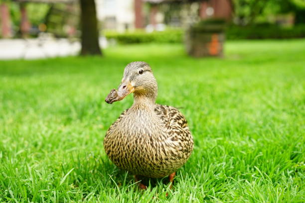 istock Duck Portraits 2022 1397963787