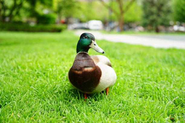 istock Duck Portraits 2022 1397963801