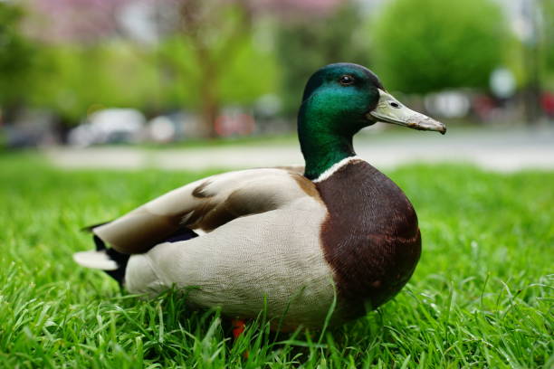 istock Duck Portraits 2022 1397963828