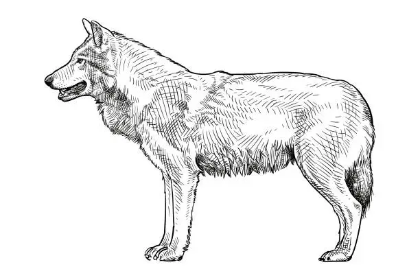 Vector illustration of Vector drawing of a wolf