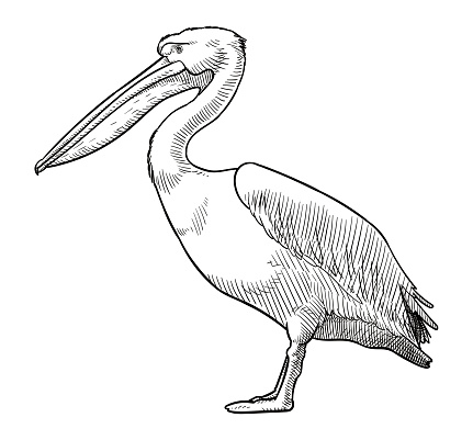 Hand drawn illustration of a standing pelican. Side view.