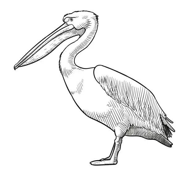 Vector illustration of Vector drawing of a pelican