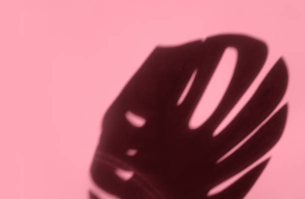 istock Creative copyspace with shadows on a shiny soft pink wall. Top view of leaves shadows on the pink background 1397964240