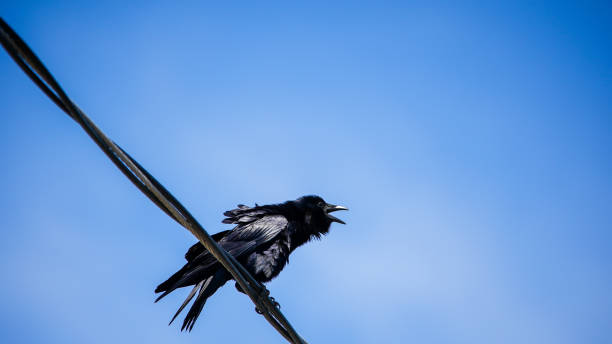 istock Black crow sitting on electric wire with blue sky behind 1397964900