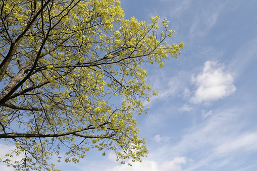 green foliage on a maple tree in spring bloom, beautiful green-tinged leaves on maple trees in spring