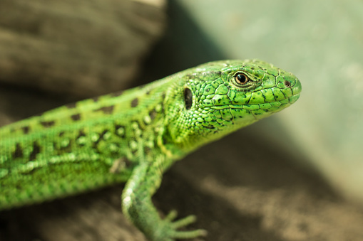 Portrait of the European green lizard (Lacerta agilis)