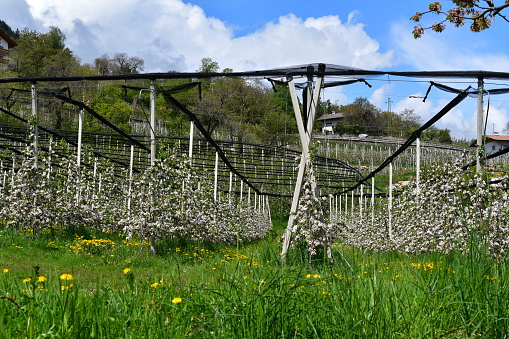 Orchard with apple blossoms in South Tyrol