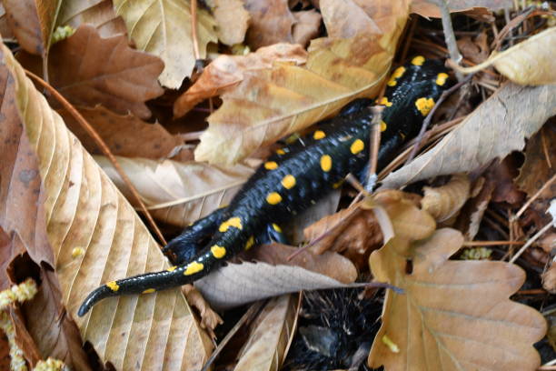 istock Portrait of a fire salamander 1397966560