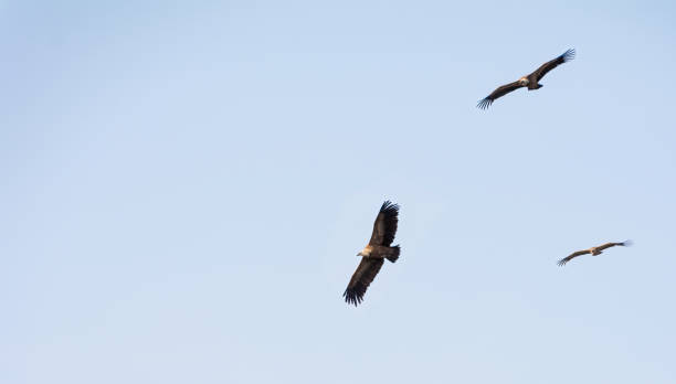 three griffon vultures fly over the blue sky of Spain