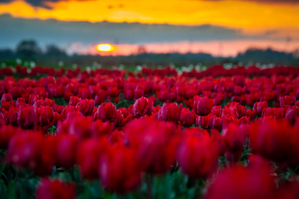 istock Sunset over the blooming tulip field in Poland 1397967872