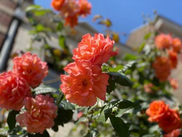 istock Roses in the city 1397968052