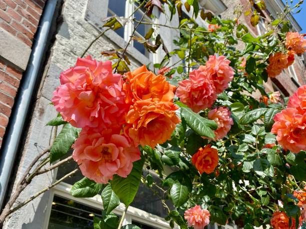 istock Roses in the city 1397968055