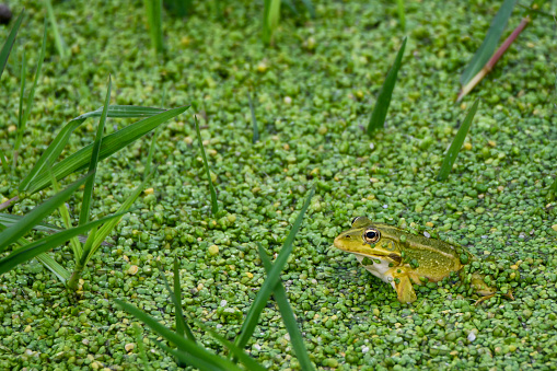 A green frog in a swamp during mating times