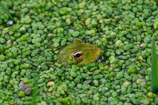 Frog in a pond filled with duckweed - northern Wisconsin