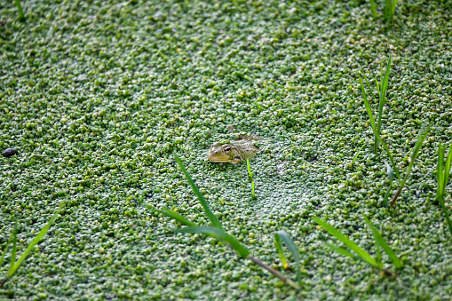 Close-up of a frog resting on water plants that are growing in a marsh on a warm summer day in August with a blurred background.