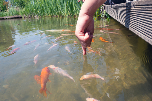 Hand of a child touching water with his forefinger in a pond and a group of Koi fishes living in the pond showing interest.