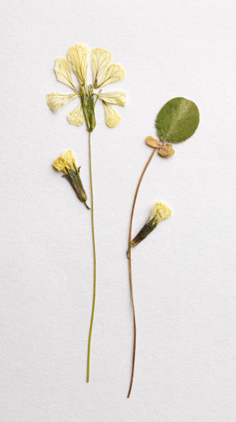 istock Dried flower arrangement 1397969337