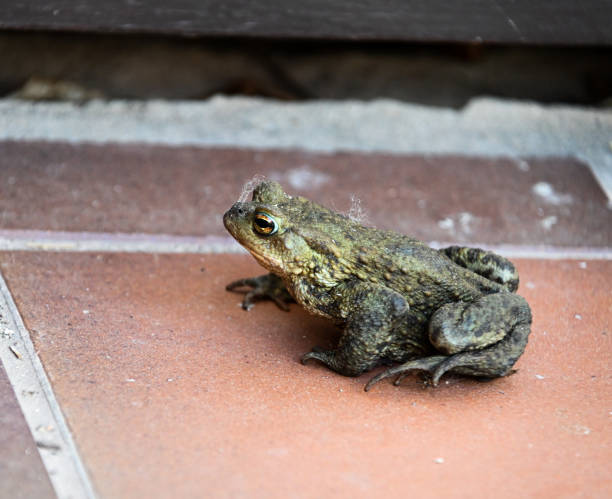 английская лягушка, сидящая на керамической плитке во время прогулки в летний день, необычное место - cane toad toad wildlife nature стоковые фото и изображения