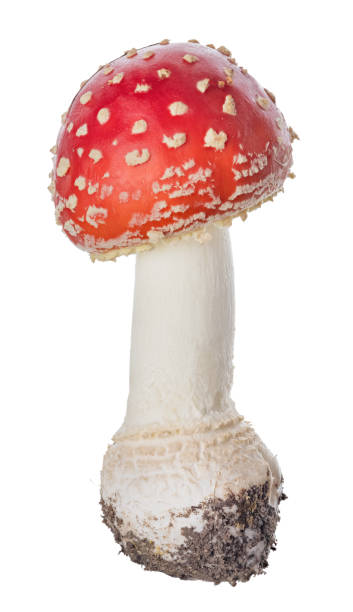 istock isolated small spotted red fly agaric mushroom 1397970672