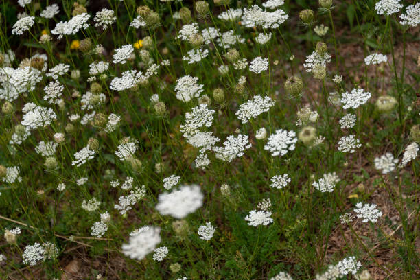 istock white mountain flowers on green meadow 1397972204