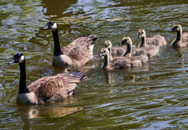 istock Familt outing on the pond 1397973218