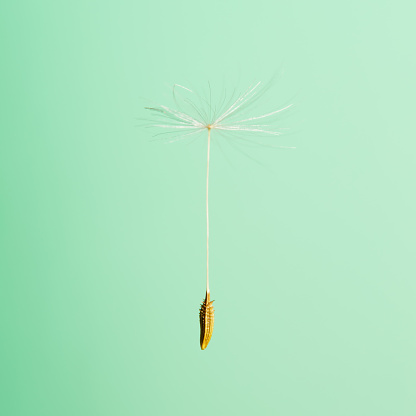 Flying dandelion seed on green background with a soft shadow
