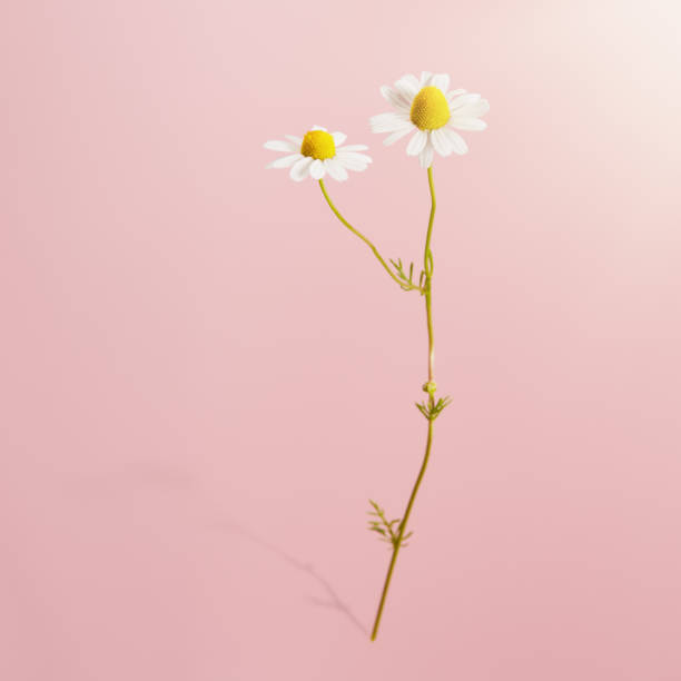 istock Daisy flower against pink background with a soft shadow 1397973916