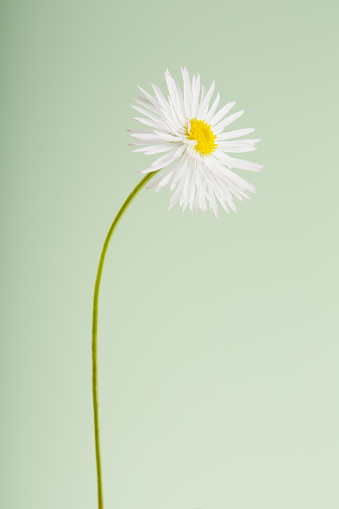 Daisy against pastel green background