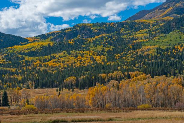Aspen Trees Changing on a Mountain Slope stock photo