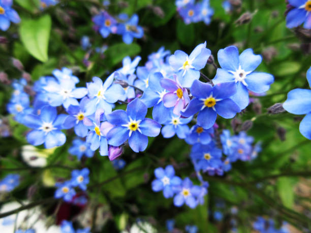 istock Bright Sweet Pretty Blue Forget-Me-Not Flowers Springtime May 2022 1397975251