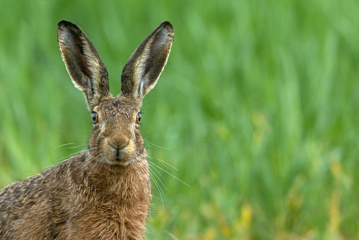 Cute easter bunny outdoors in meadow at springtime