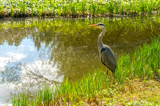 Large grey heron standing at the pond waiting to catch a food.