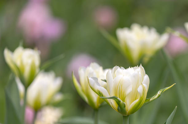 Daffodil / narcissus / jonquil spring flowers. Spring concepts and storytelling.