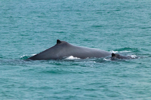 Humpback whale mother and calf swimming in the surface. Manuel Antonio, Costa Rica.