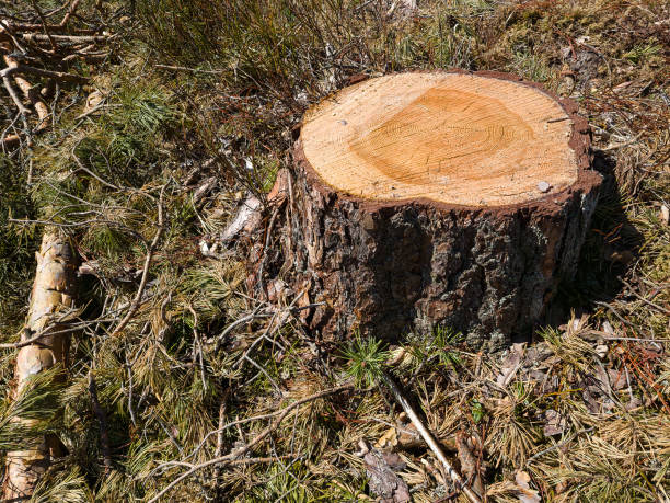 istock Young pine stump remain after logging. Sunny spring day. 1397977325