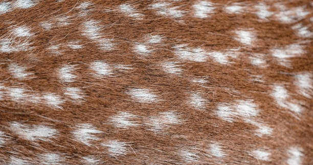 istock Animal Fur Background 1397978622