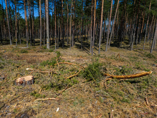 istock Stumps and twigs remain after logging. Sunny spring day. 1397978886