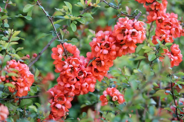 Flowering Japanese quince (Chaenomeles japonica) plant with bright red flowers and green leaves in garden