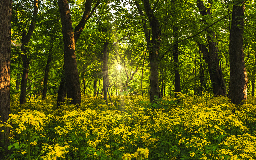 Beautiful view of blooming yellows wildflowers growing in the woods in Midwest USA.