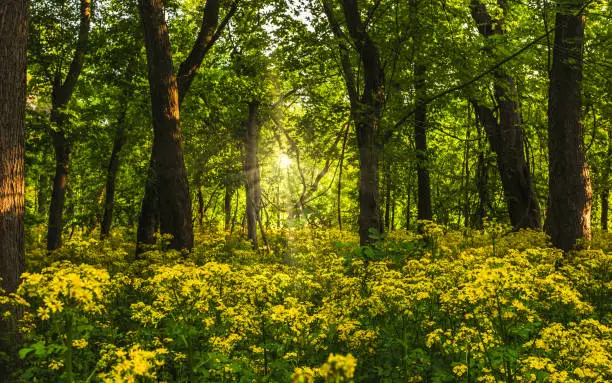 Photo of Beautiful view of blooming yellows wildflowers growing in the woods in Midwest USA.