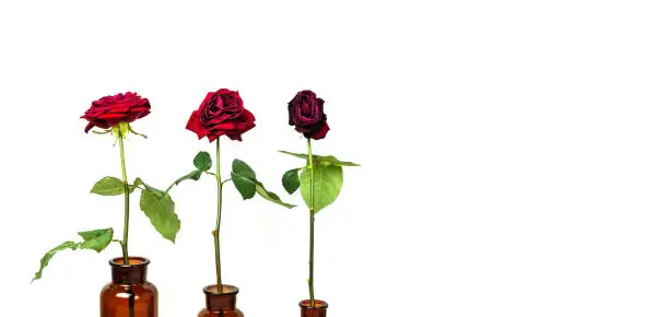 Photo of The stages of the life cycle of red rose from flowering to wilting on white background. Three red roses in glass bottles, flowering stages